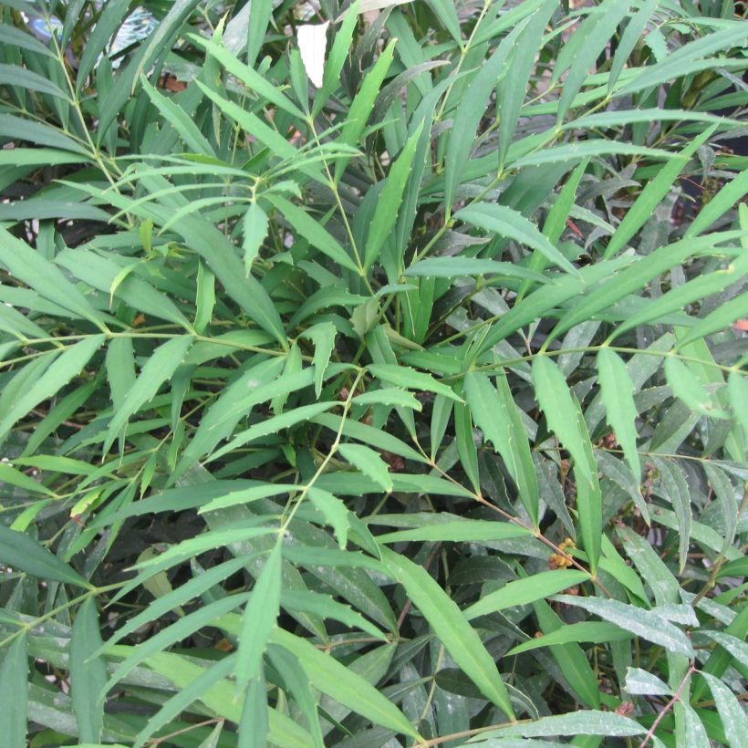 Mahonia eurybracteata Nara Hiri (Follaje)