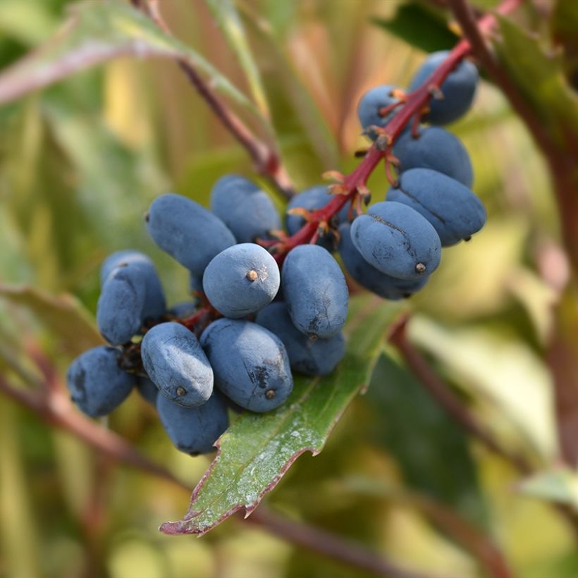 Mahonia eurybracteata Sweet Winter (Cosecha)