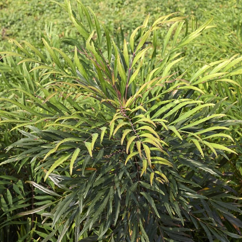 Mahonia eurybracteata Sweet Winter (Porte)