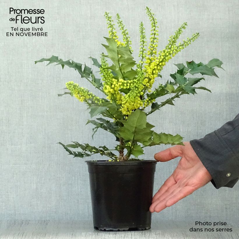 Ejemplar de Mahonia media Winter Sun en pot de 2/3L entregado en otoño