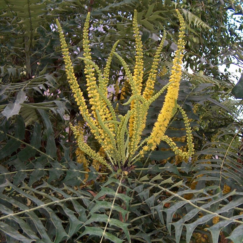 Mahonia oiwakensis subsp. lomariifolia (Floración)