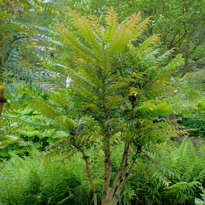 Mahonia oiwakensis subsp. lomariifolia (Porte)