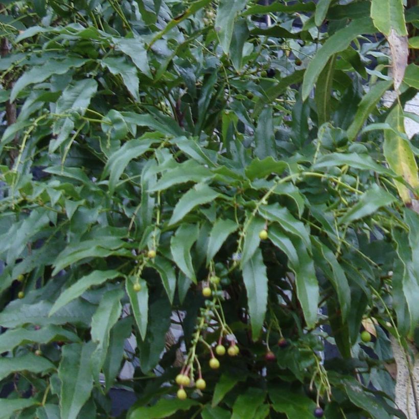 Mahonia russellii (Follaje)