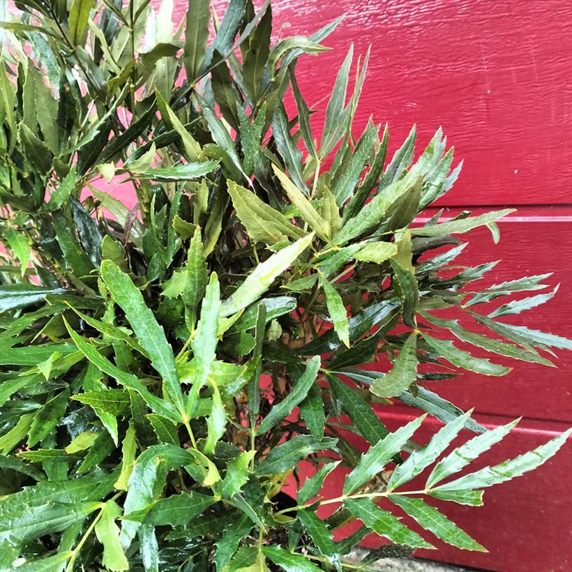 Mahonia sinensis (Follaje)