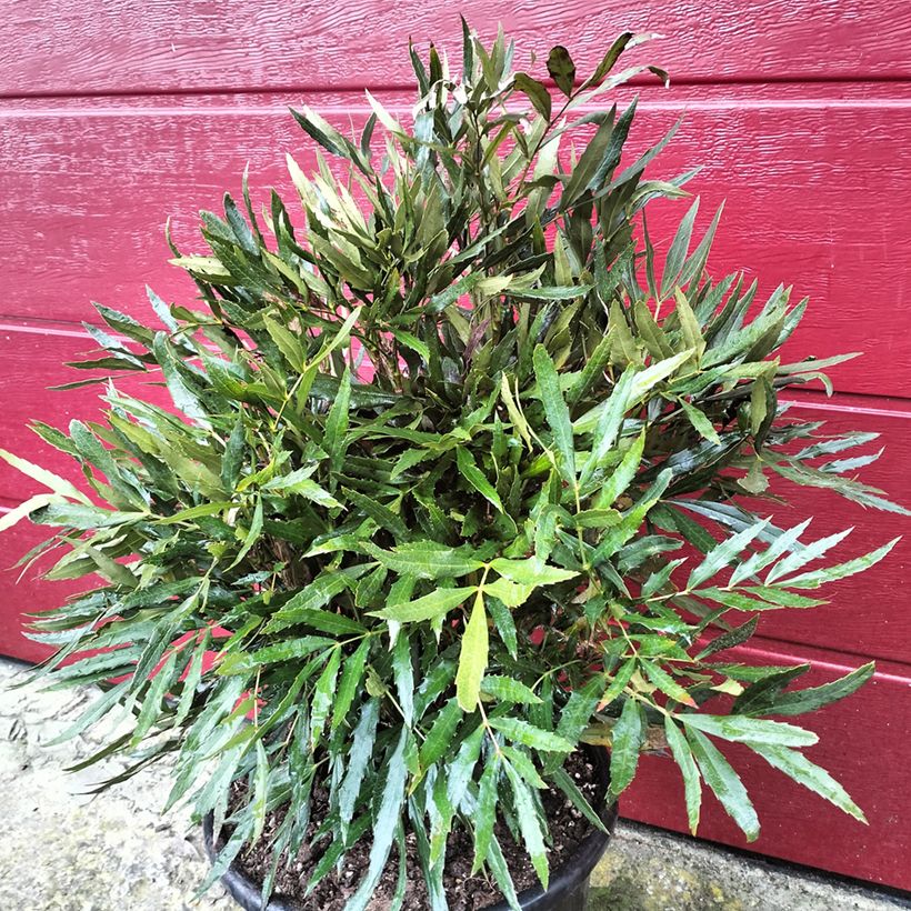 Mahonia sinensis (Porte)