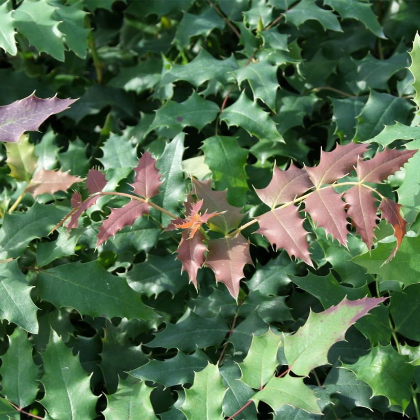 Mahonia wagneri Fireflame (Follaje)