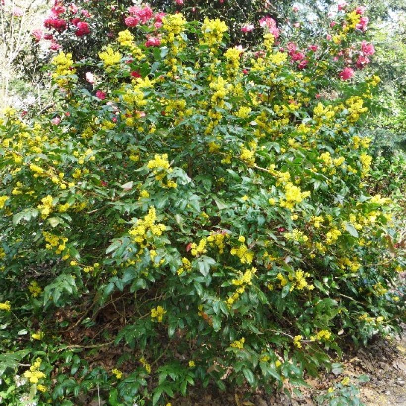 Mahonia wagneri Pinnacle (Porte)