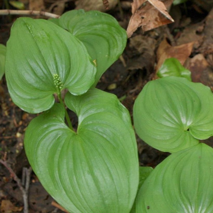 Maianthemum bifolium (Follaje)