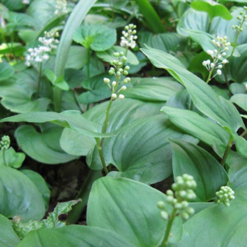 Maianthemum bifolium (Floración)