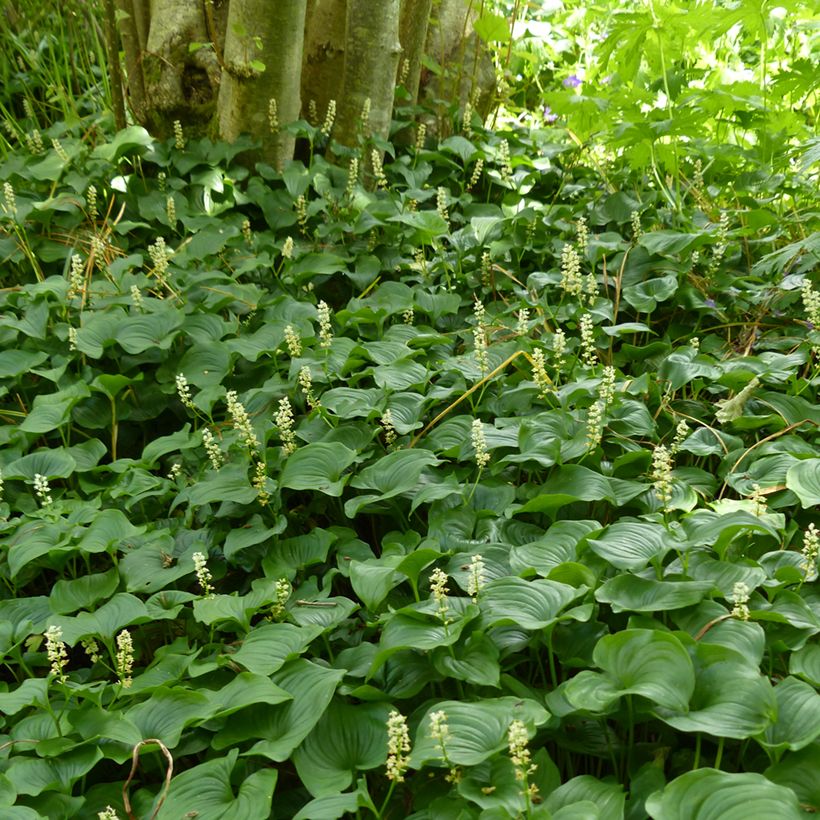 Maianthemum bifolium (Porte)