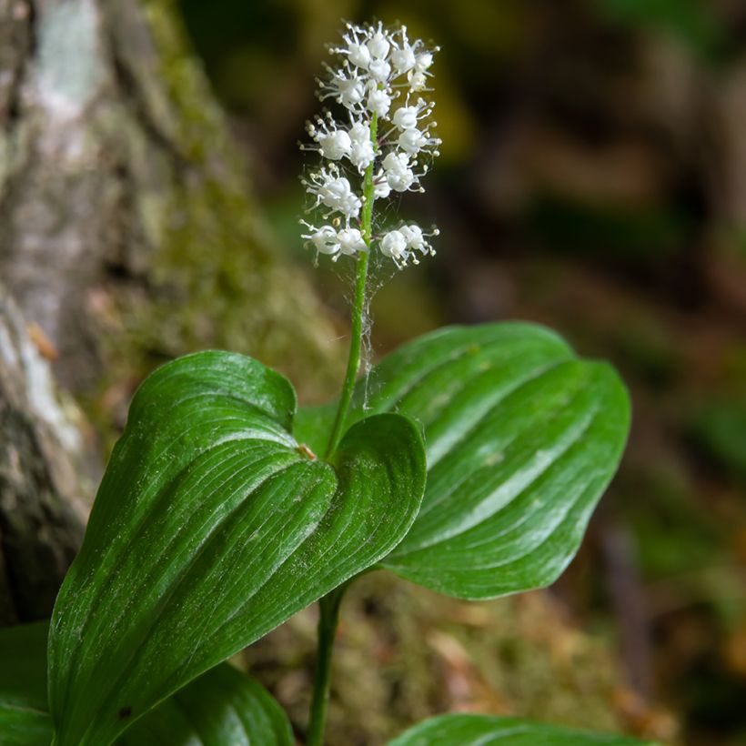 Maianthemum kamtschaticum (Floración)