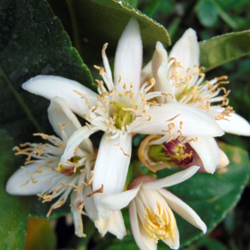 Cítrico Mano de Buda - Citrus medica var. sarcodactylis (Floración)