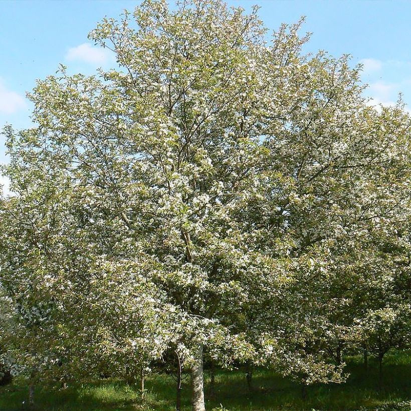 Manzano de flor Comtesse De Paris (Porte)