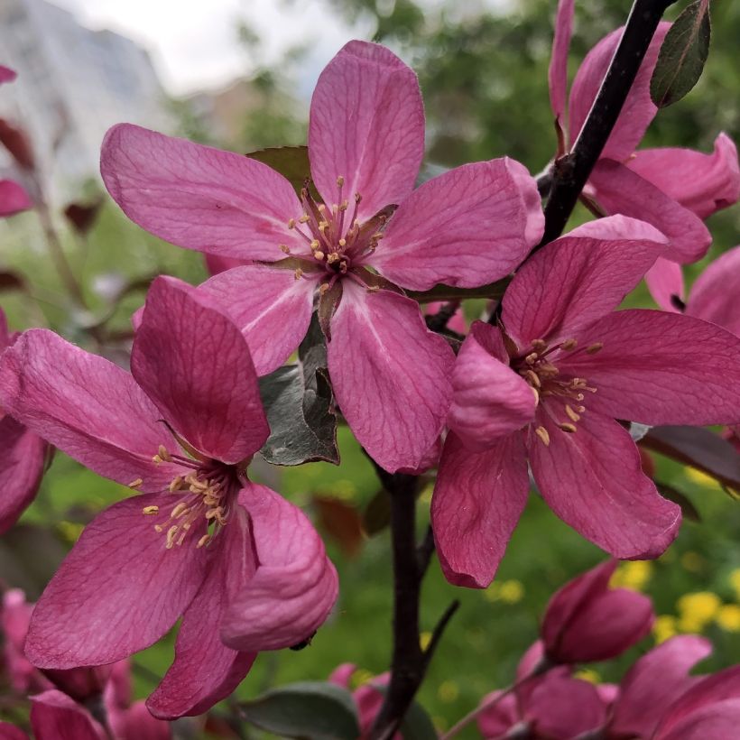 Manzano de flor Diable Rouge (Floración)