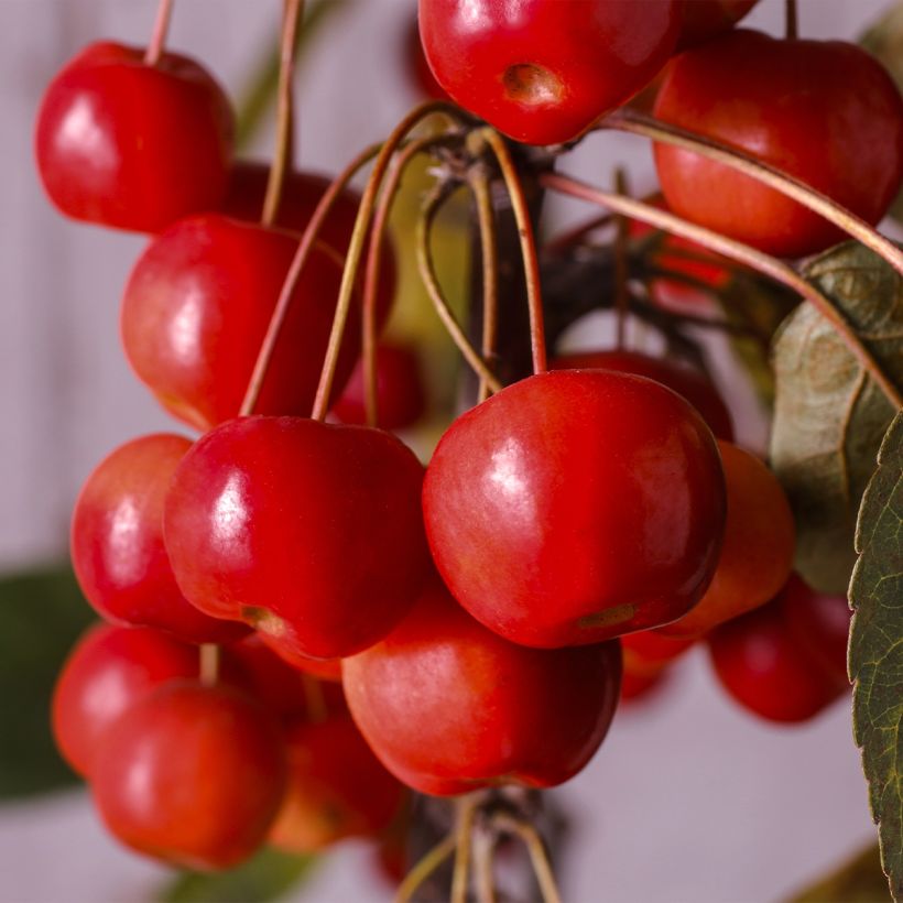 Manzano de flor Diable Rouge (Cosecha)