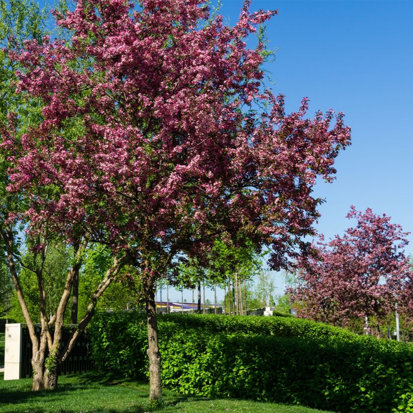 Manzano de flor Diable Rouge (Porte)