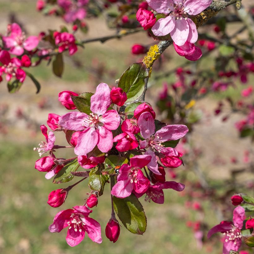 Manzano de flor purpurea Eleyi (Floración)