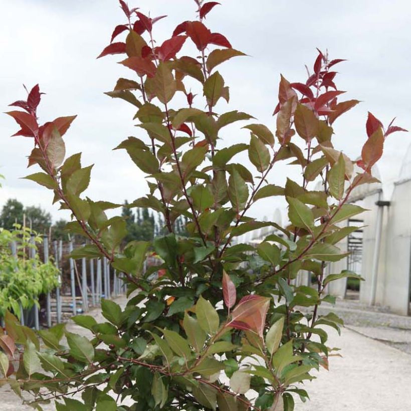 Manzano de flor Prairiefire (Follaje)