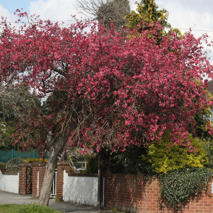 Manzano de flor Royalty (Porte)