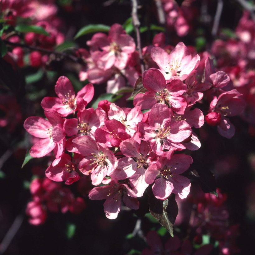 Manzano de flor Rudolph (Floración)