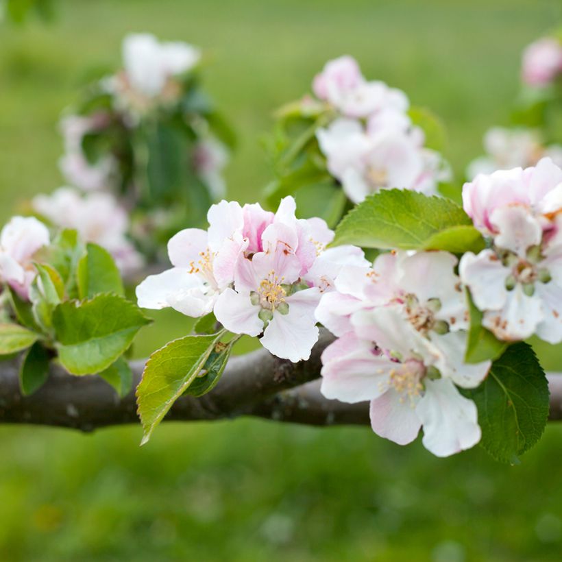 Pommier Bramley's Seedling (Floración)