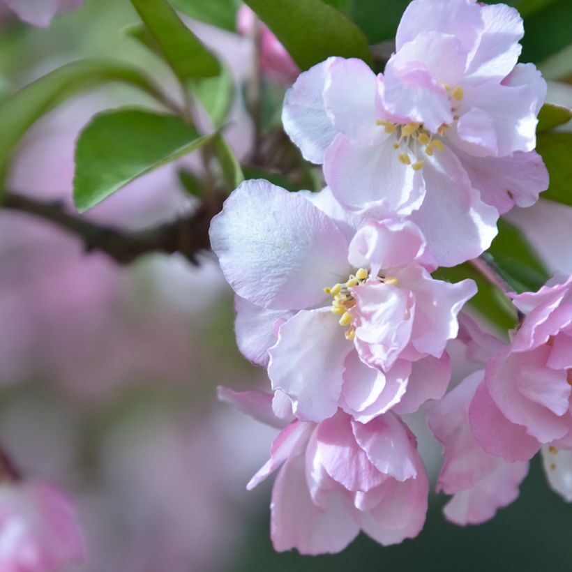 Malus micromalus - Manzano de flor (Floración)