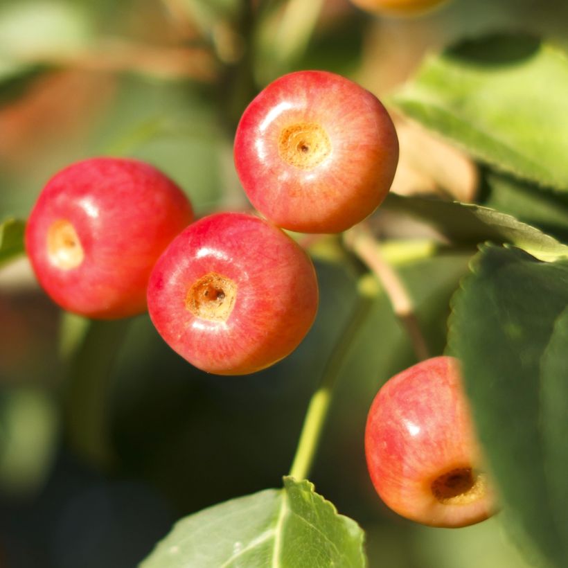 Manzano de flor Red Jewel (Cosecha)