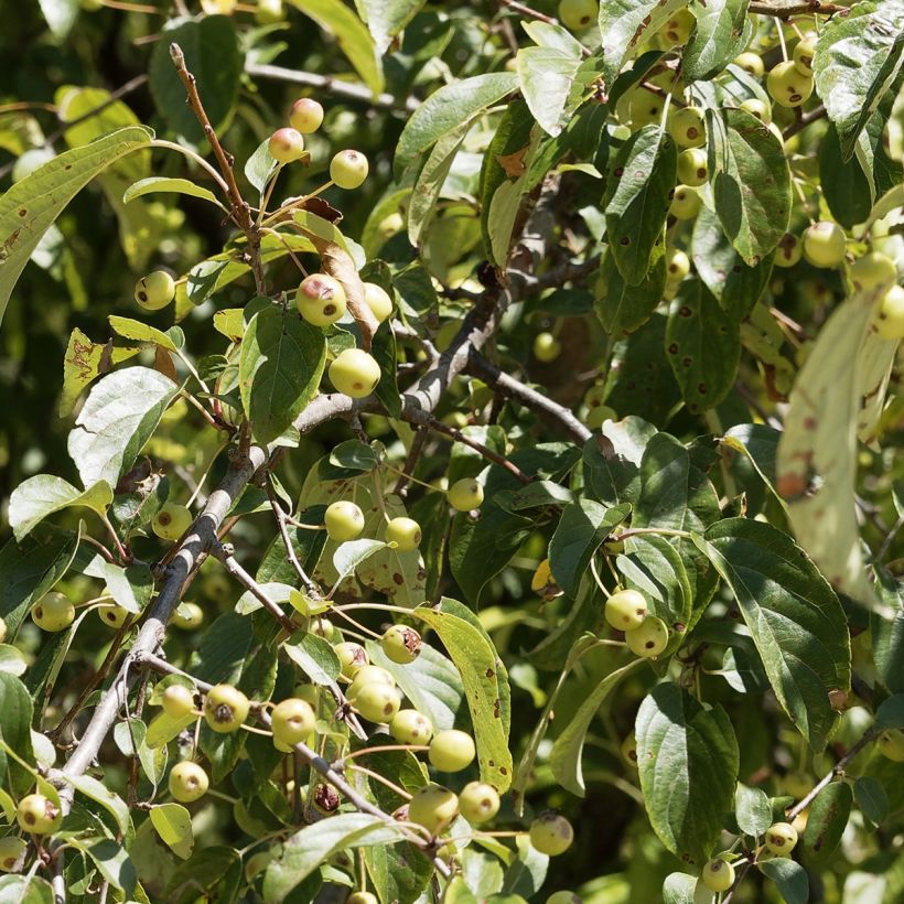 Manzano de flor robusta Yellow Siberian (Follaje)