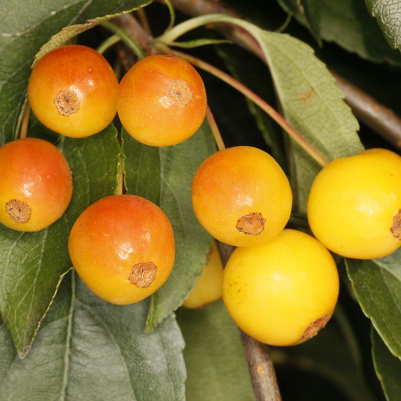 Malus sachalinensis Pendula - Manzano de flor (Cosecha)