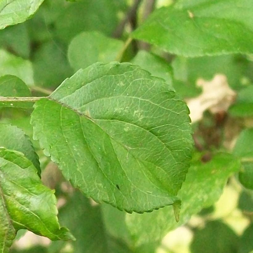 Malus sylvestris - Manzano silvestre (Follaje)