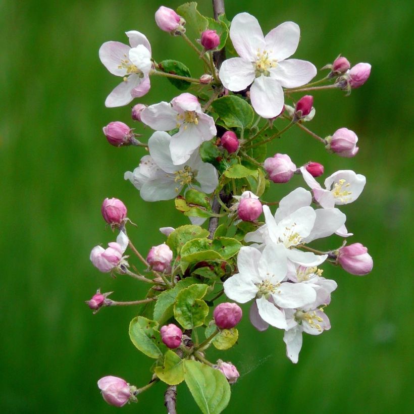 Malus sylvestris - Manzano silvestre (Floración)