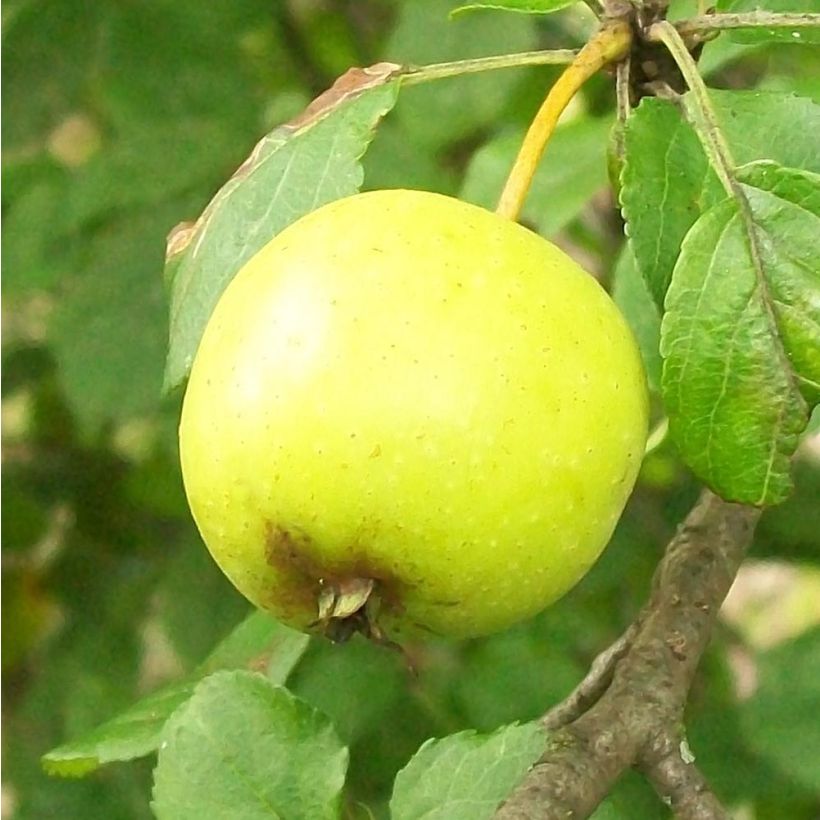 Malus sylvestris - Manzano silvestre (Cosecha)