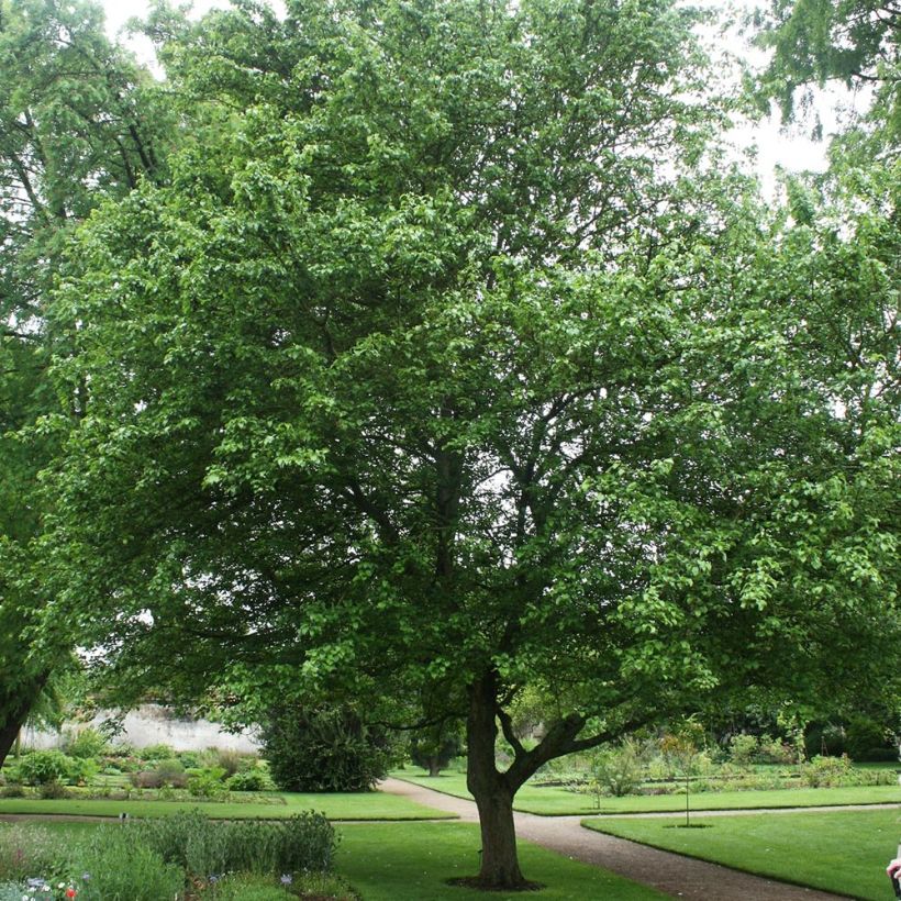 Malus sylvestris - Manzano silvestre (Porte)