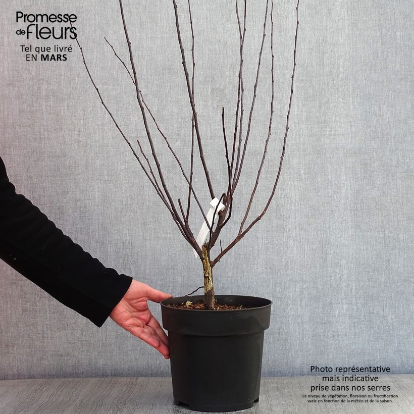 Malus toringo Freja - Pommier d'ornement Pot de 7,5L/10L Ejemplar entregado en invierno