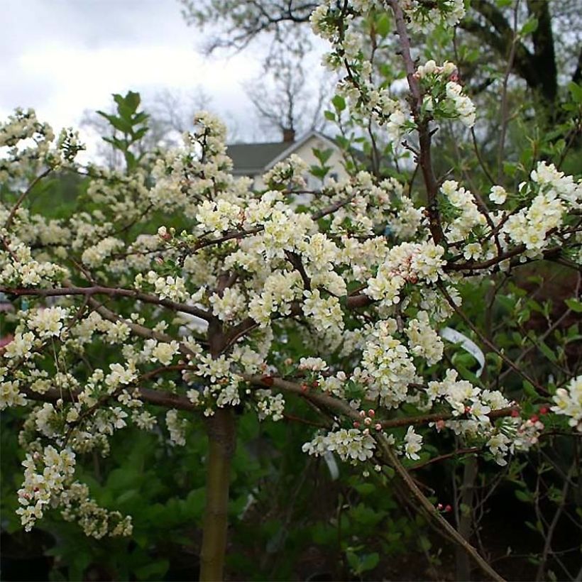 Malus toringo var. sargentii Tina - Manzano de flor (Floración)