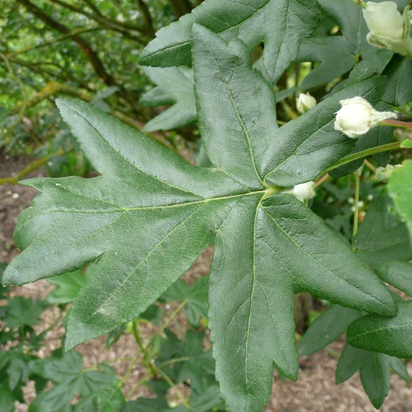 Malus trilobata - Manzano de flor (Follaje)