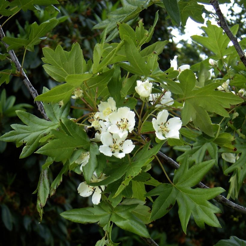 Malus trilobata - Manzano de flor (Floración)