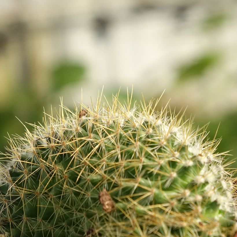 Mammillaria elongata Cristata (Follaje)