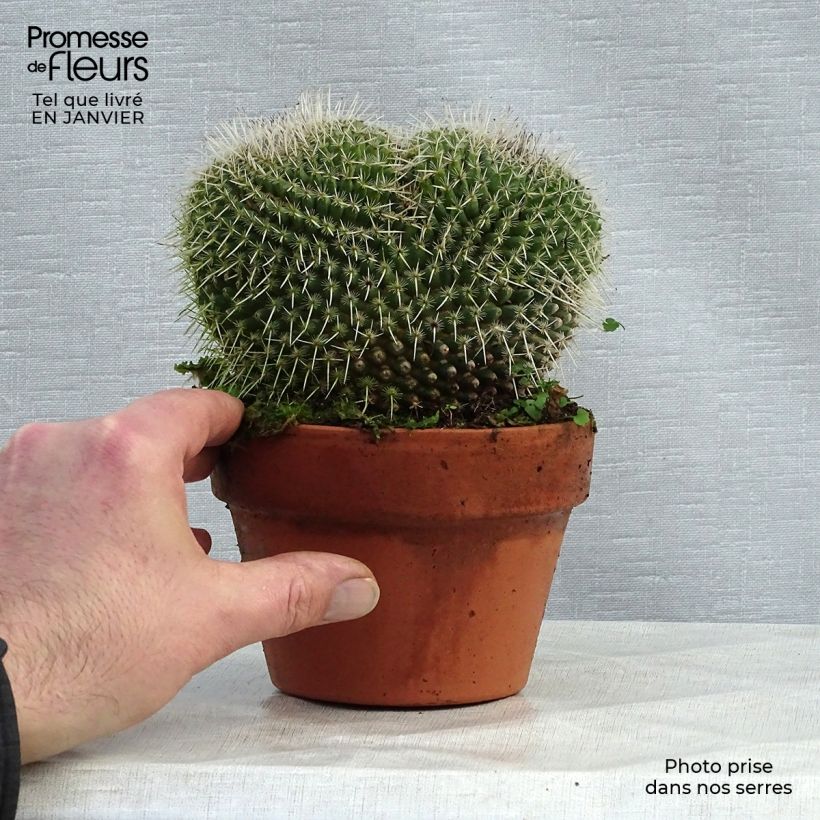 Mammillaria perbella  Pot de 13 cm Ejemplar entregado en invierno