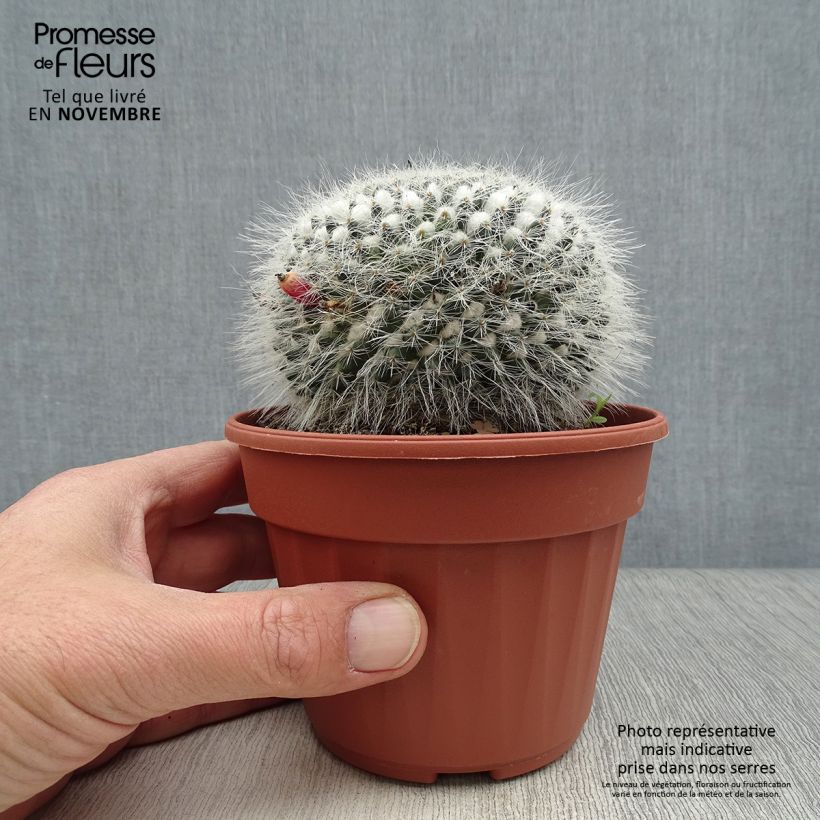 Ejemplar de Mammillaria perbella  Pot de 13 cm entregado en otoño