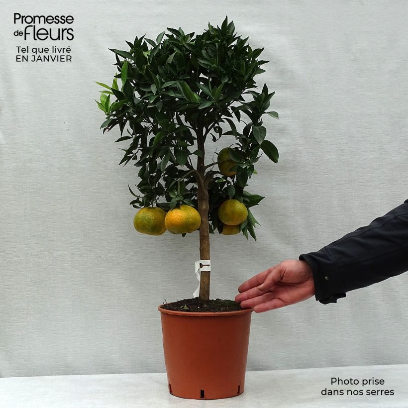 Mandarinier - Citrus deliciosa - Agrumes Pot de 4L/5L Ejemplar entregado en invierno