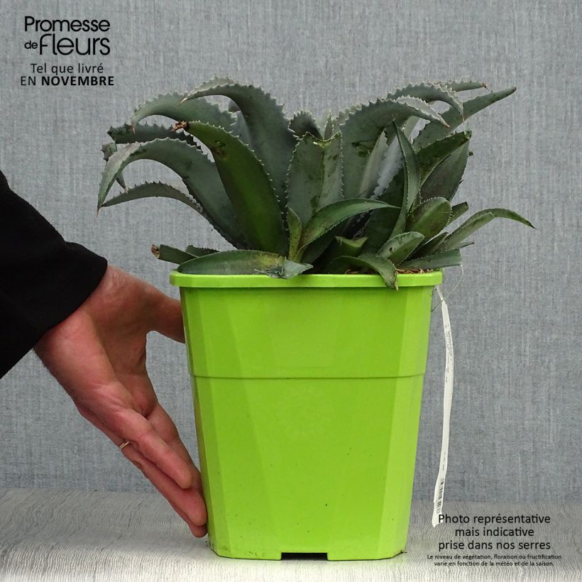 Ejemplar de Mangave Mangavé Silver Fox en pot de 3L/4L entregado en otoño