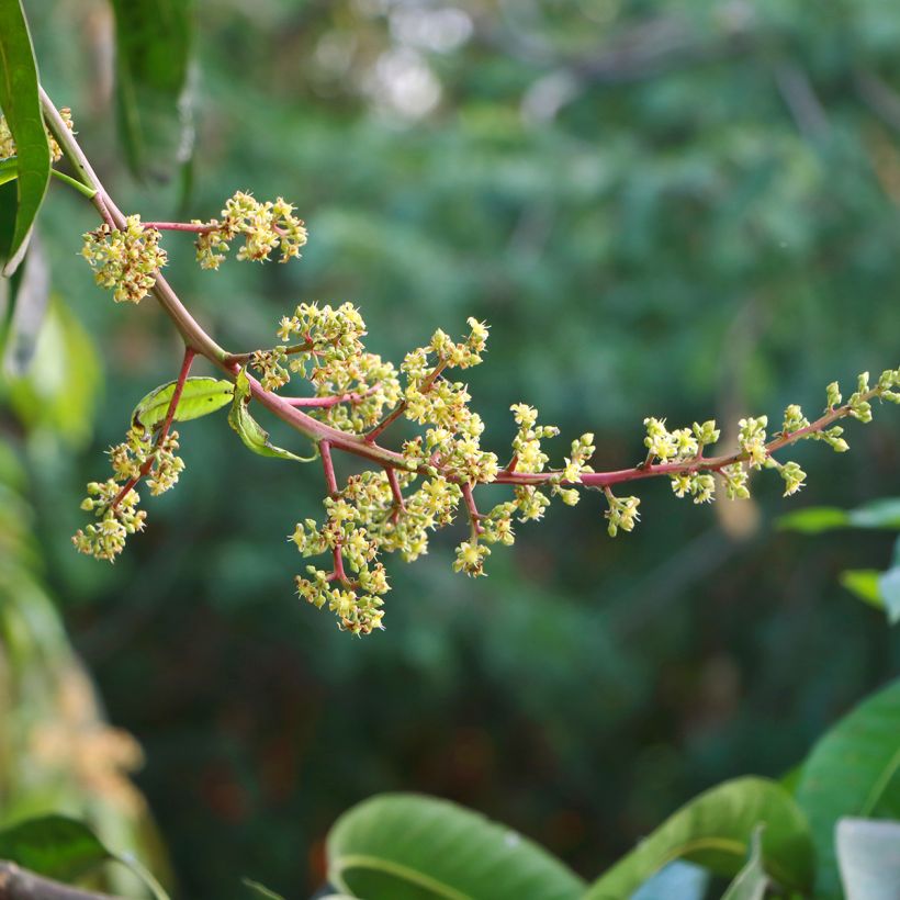 Mango - Mangifera indica (Floración)