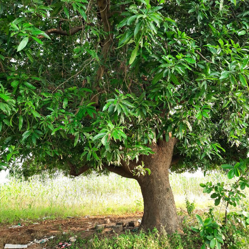 Mangifera indica - Mango (Porte)