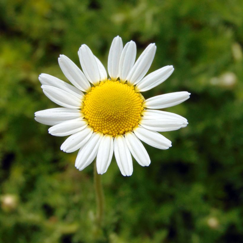 Manzanilla romana - Anthemis nobilis (Floración)