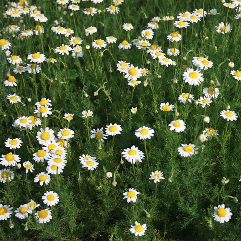 Manzanilla romana - Anthemis nobilis (Porte)