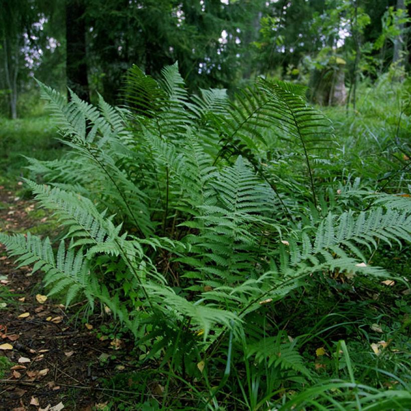 Matteuccia struthiopteris var. pensylvanica - Helecho avestruz (Porte)