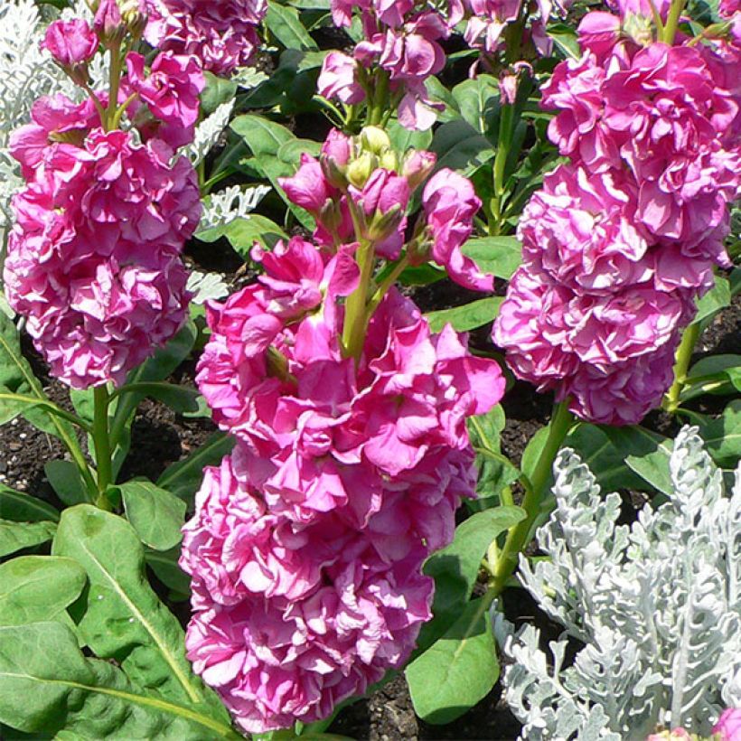 Matthiola incana Anytime Formula Mix - Alhelí (Floración)