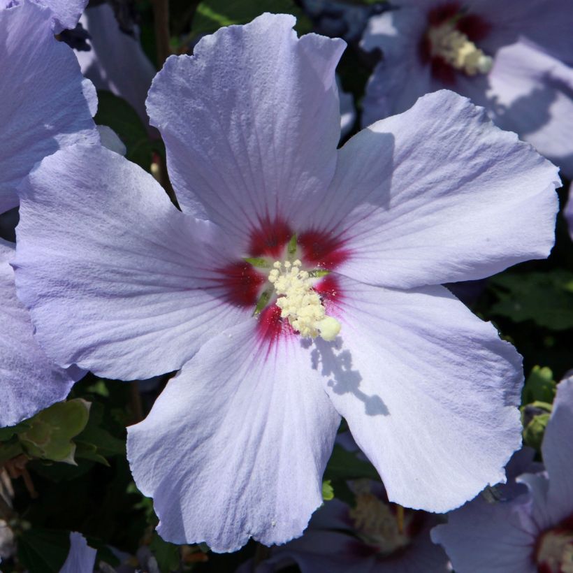 Altea Azurri - Hibiscus syriacus (Floración)