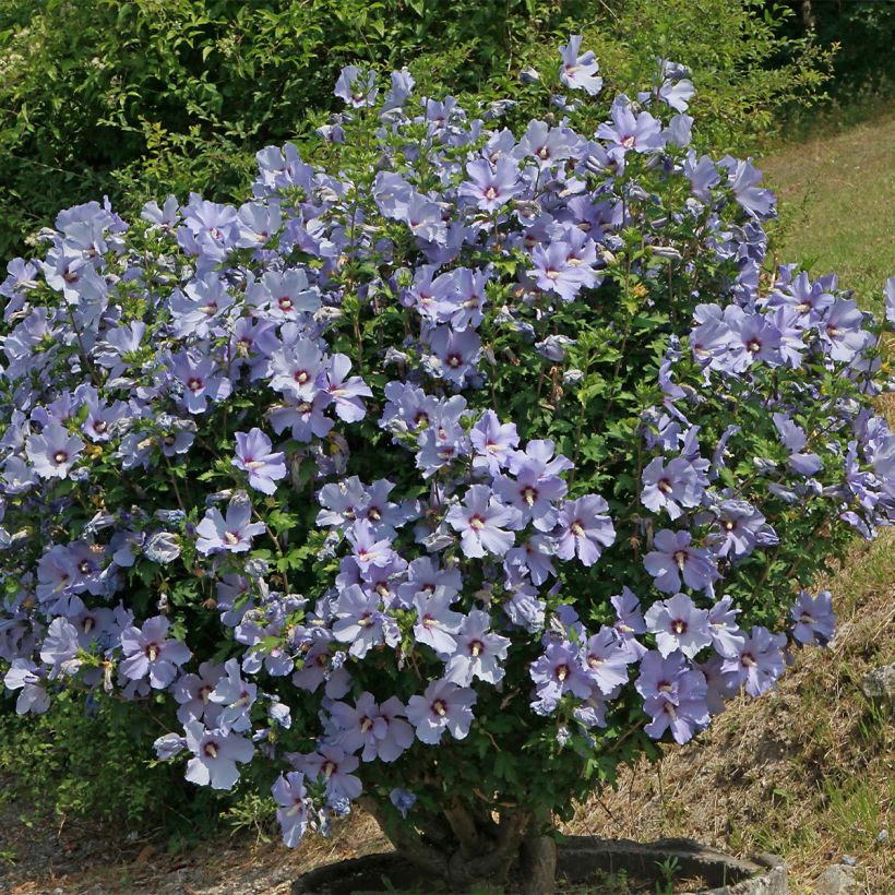 Altea Azurri - Hibiscus syriacus (Porte)